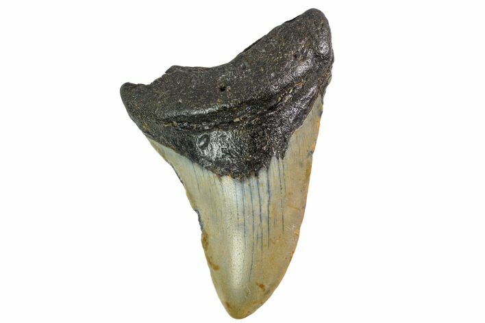 Bargain, Fossil Megalodon Tooth - North Carolina #153123